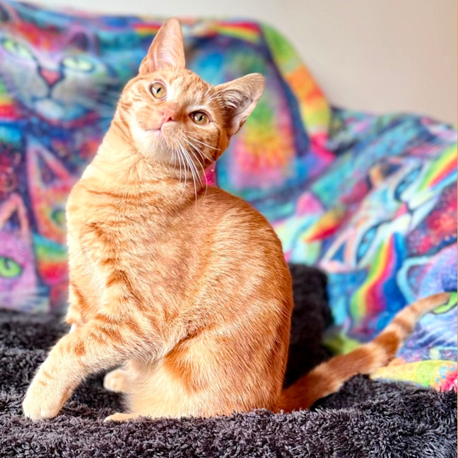 Photo of Boris   In Foster Care In Templestowe