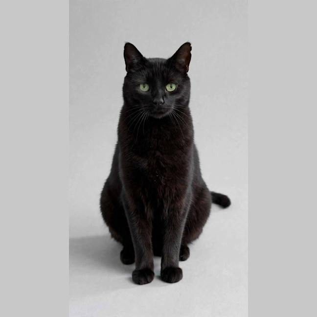 Photo of Gomez