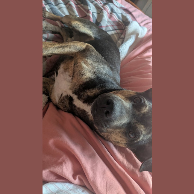 Photo of Shadow