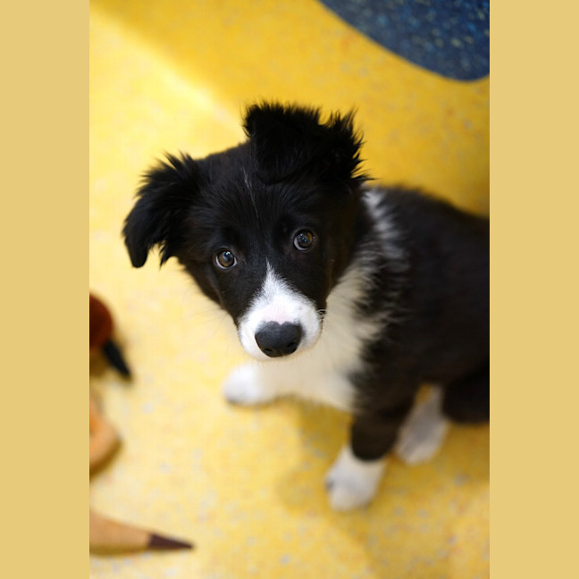 Photo of Bear