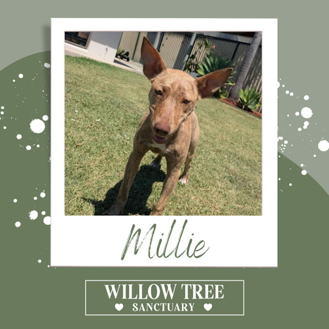 Photo of Millie