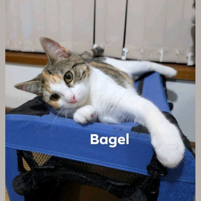 Photo of Bagel