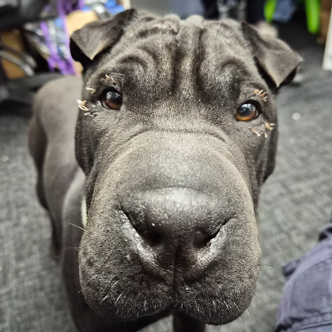 Photo of Junior