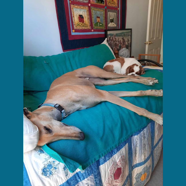 Photo of Hollandaise Sauce