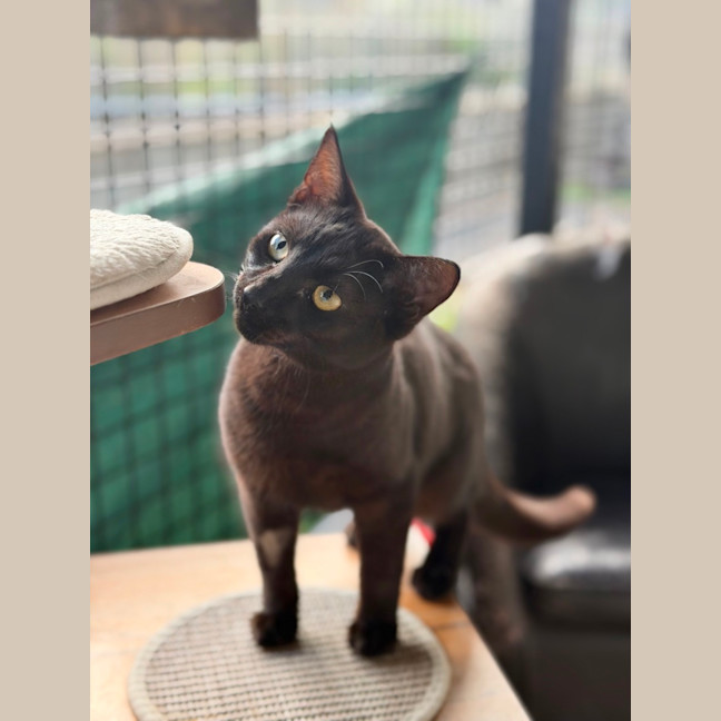 Photo of Coal