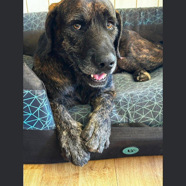 Photo of Ryker