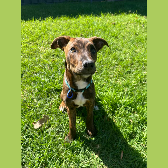 Photo of Buddy   4 Month Old Kelpie X Staffy