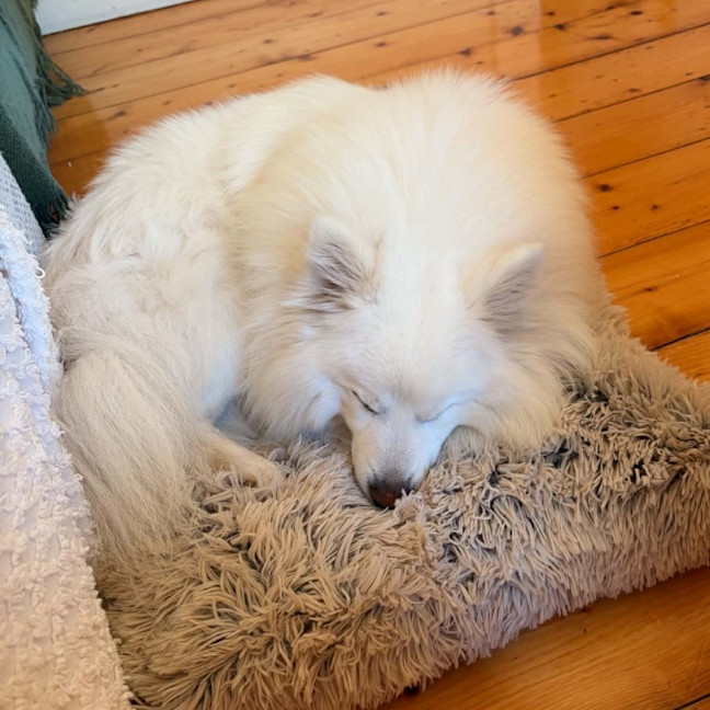 Photo of Archie