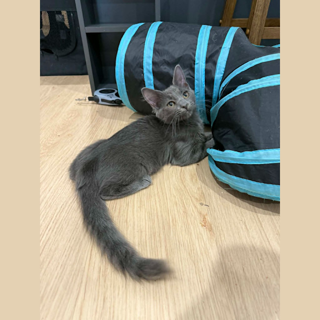Photo of Arlo