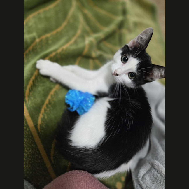 Photo of Cleo