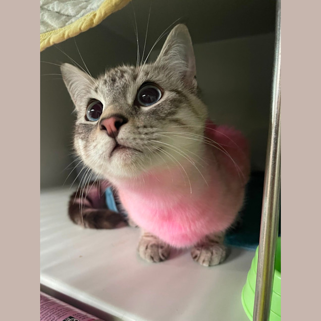 Photo of Froyo