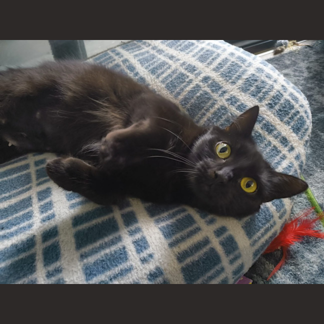 Photo of Celeste