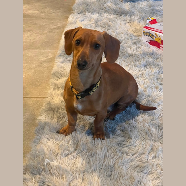 Photo of Hank The Charmer 