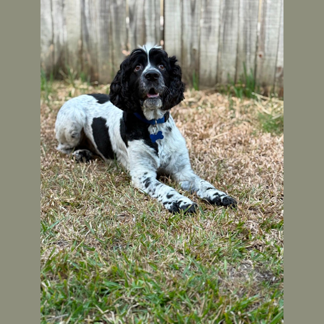 Photo of Harley