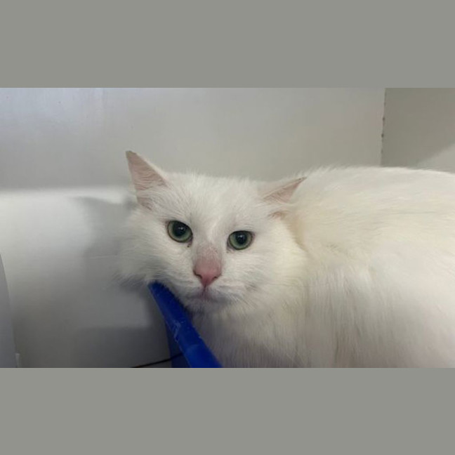 Photo of Snowflake