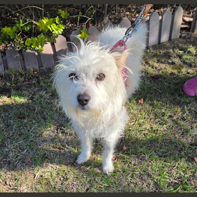 Photo of Toto