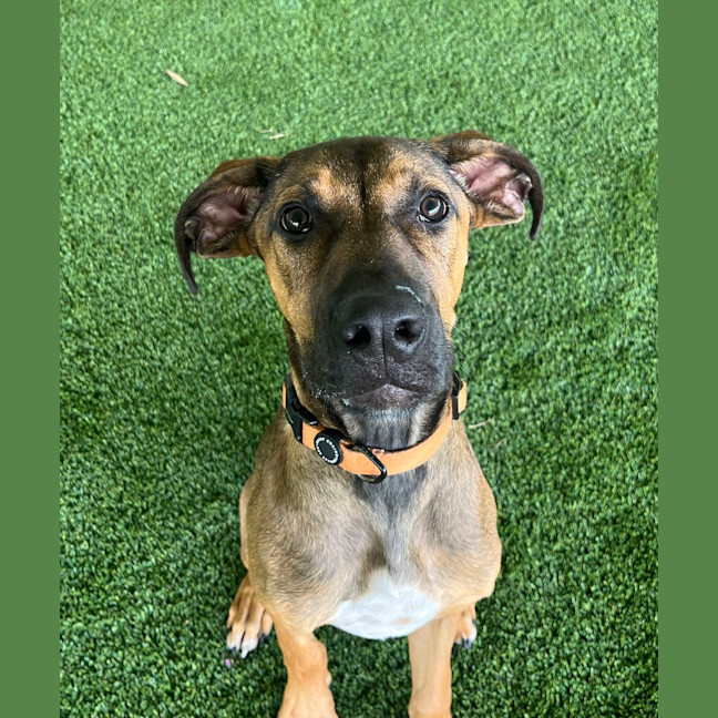 Photo of Winston
