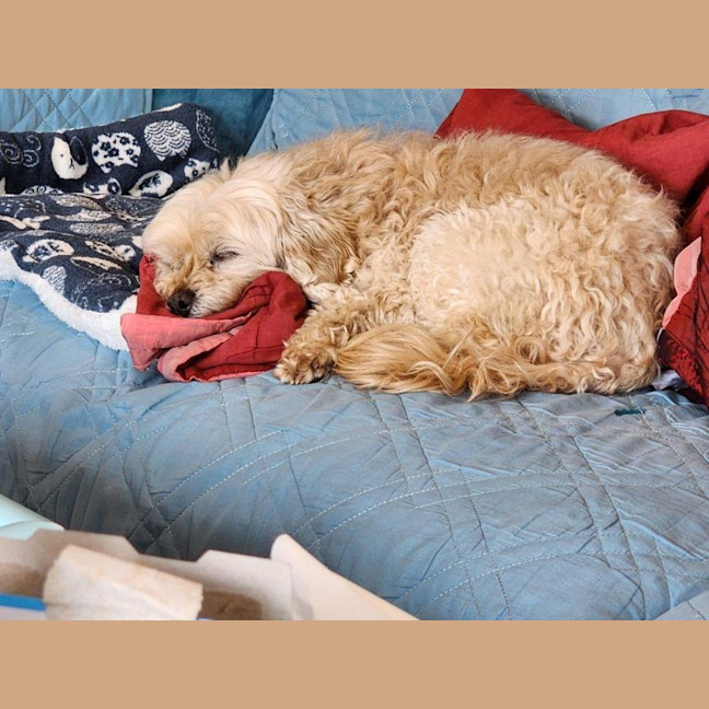 Photo of Lola Silvanus