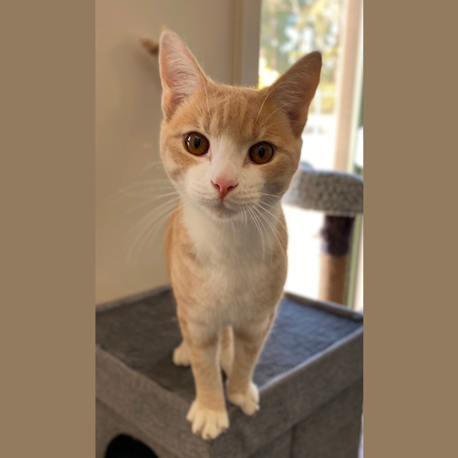 Photo of Merlin