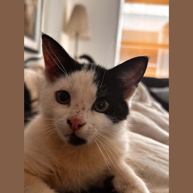 Photo of Gizmo / Molly Moo