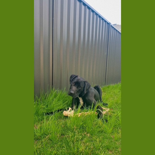 Photo of Tiny   1 Year Old Great Dane X Labrador (Trial)