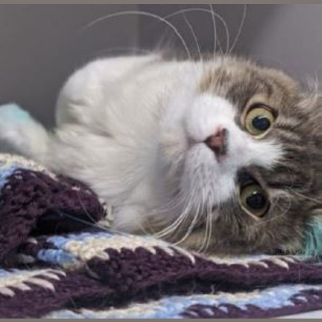 Photo of Oaken 😻 *9 Lives Project Rescue*