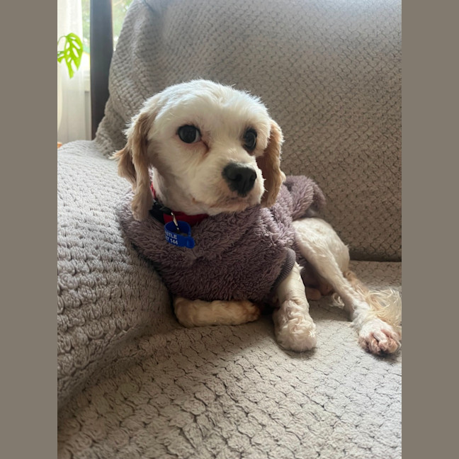 Photo of Anna   3 Year Old Maltese X