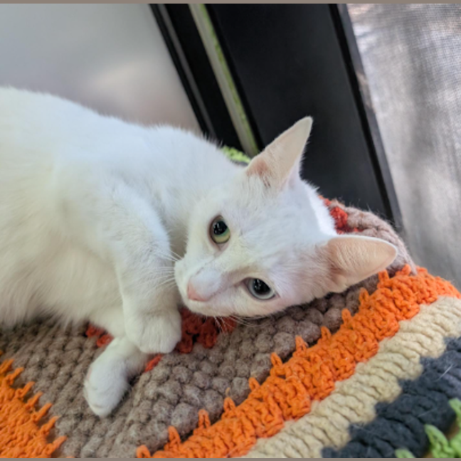 Photo of Betty White