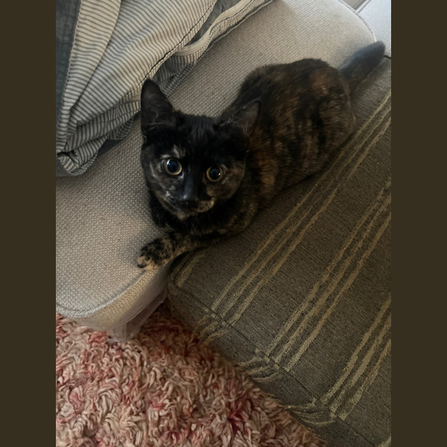 Photo of Zelda