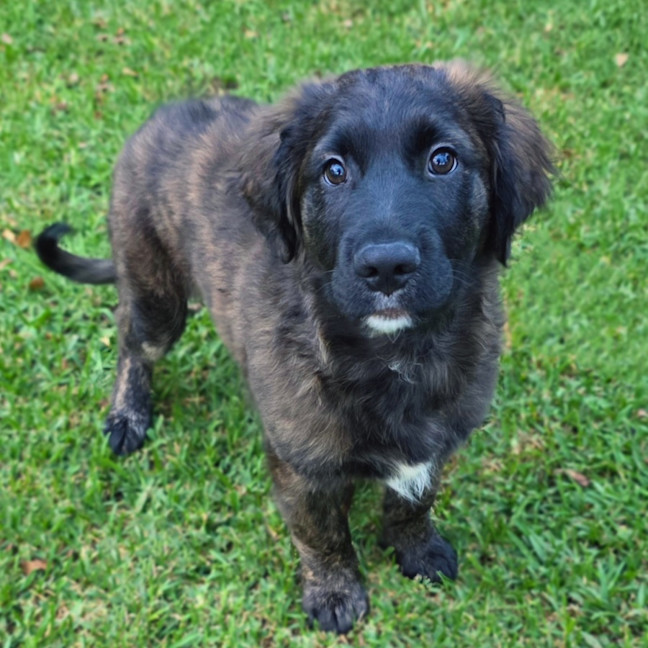 Photo of Moose