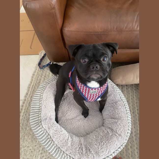 Photo of Toby