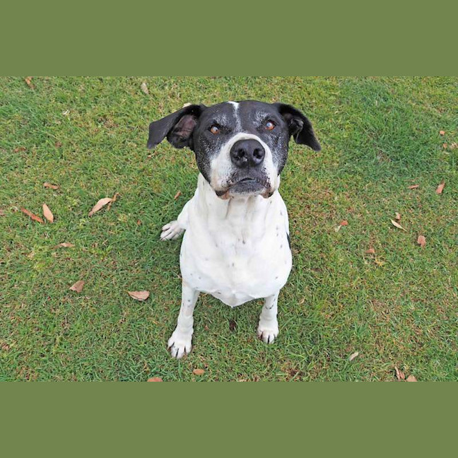 Photo of Gracie