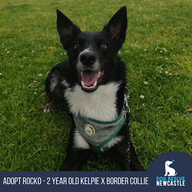 Photo of Rocko   2 Year Old Kelpie X Border Collie