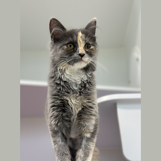 Photo of Midge