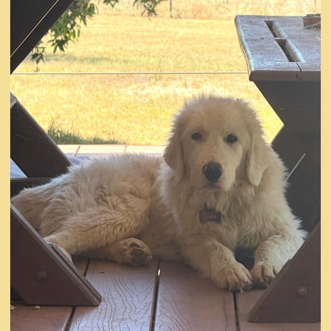 Photo of Luna