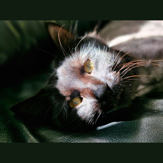 Photo of Spot