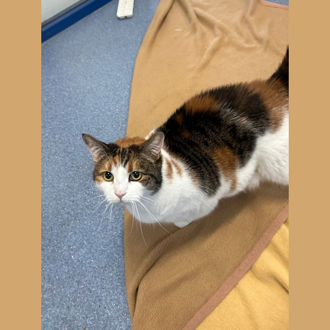 Photo of Pumpkin