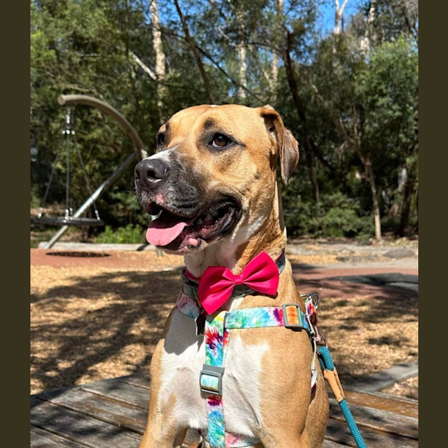 Photo of Piper