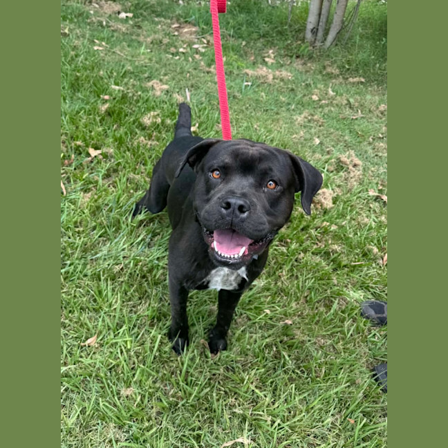 Photo of Major *$350 Adoption Fee*