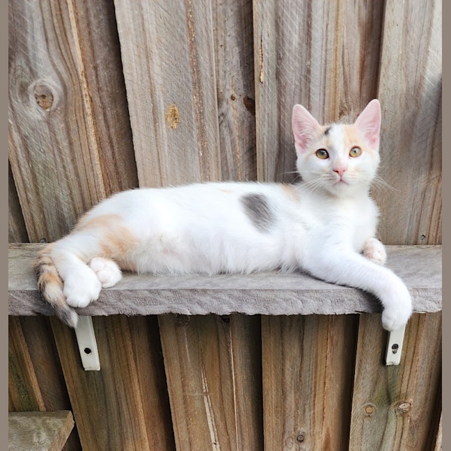 Photo of Lieffy