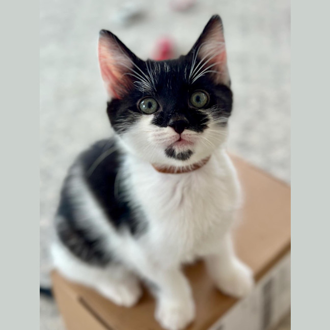 Photo of Dash
