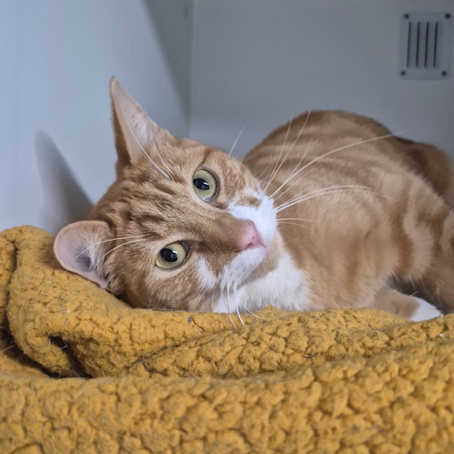 Photo of Dexter