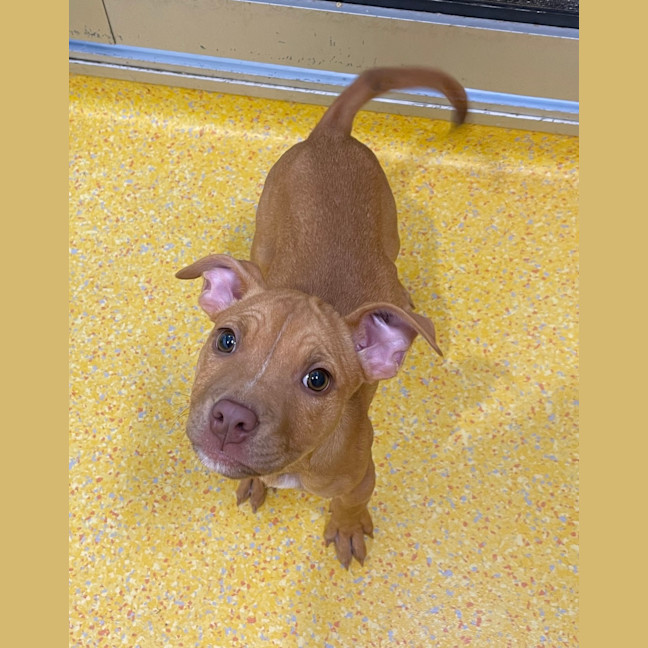 Photo of Snickers