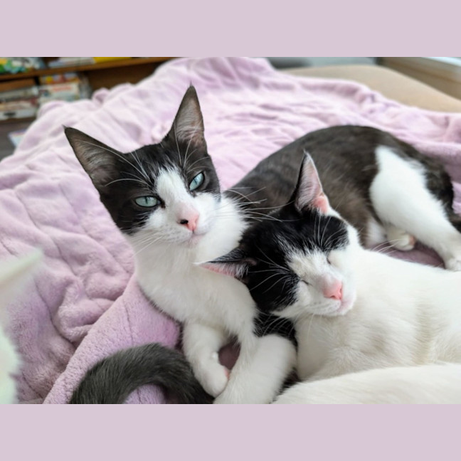 Photo of Francis 🌹🌹