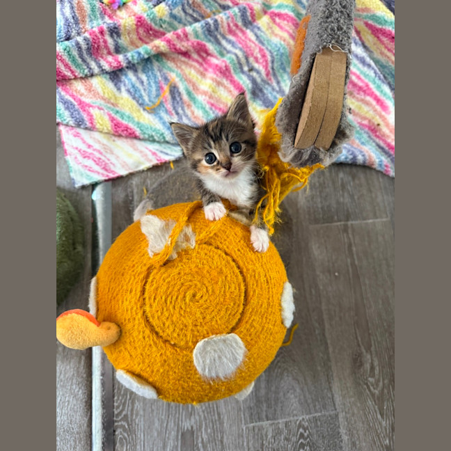 Photo of Fern 💛