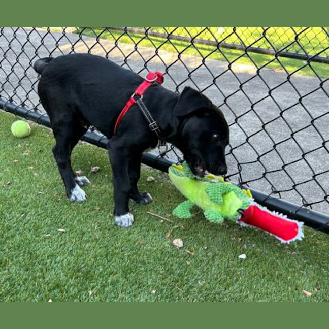 Photo of Koda