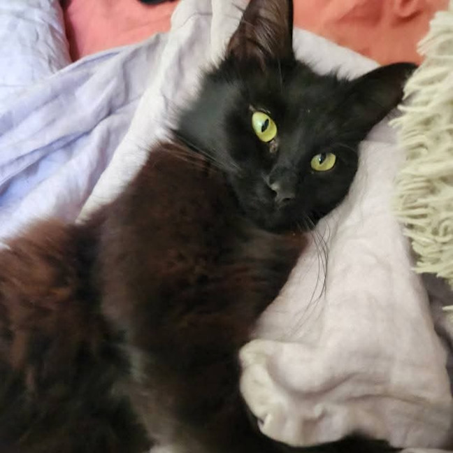 Photo of Rainbow Dash