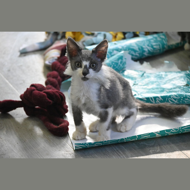 Photo of Fuzz