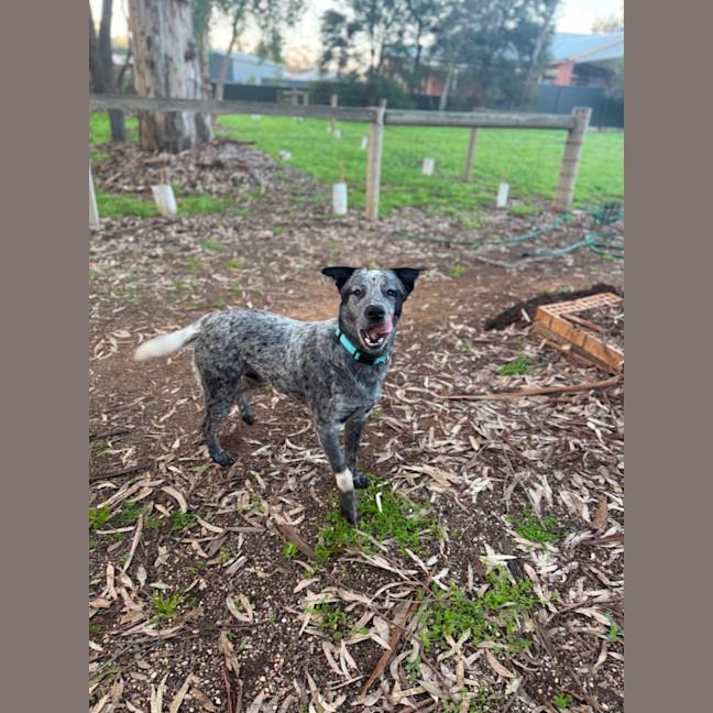 Photo of Bandit