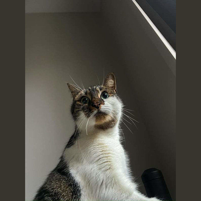 Photo of Iggy